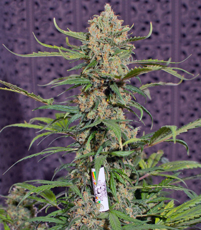 Crystal Candy Auto fem (Sweet Seeds) семена конопли