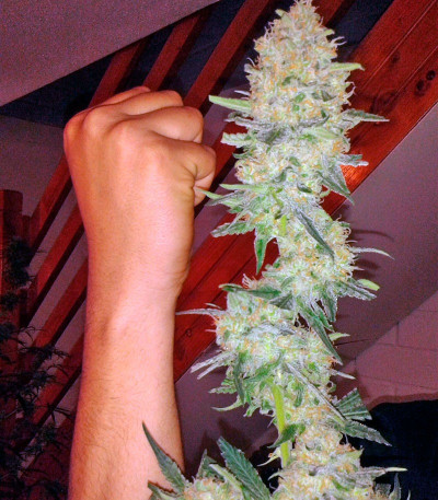 Green Poison fem (Sweet Seed) sсемена конопли