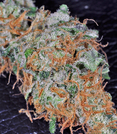 King’s Kush fem семена конопли