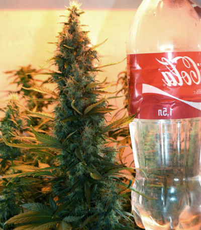 Lowryder Auto fem (Doctor's Choise) семена конопли