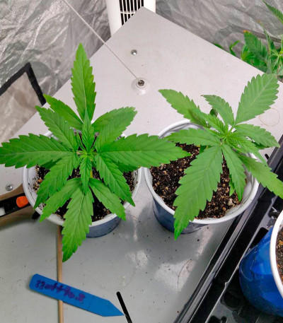 Afghan Kush fem (World of Seeds) семена конопли