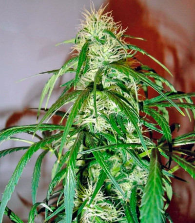 Mango Haze fem семена конопли