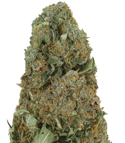 Auto Ak fem (Female Seeds) семена конопли