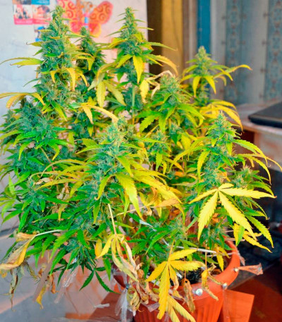 Auto Blueberry fem (Dutch Passion) семена конопли