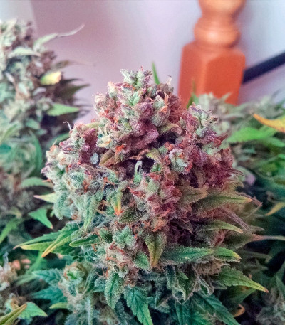 Семена марихуаны Auto Brooklyn Sunrise