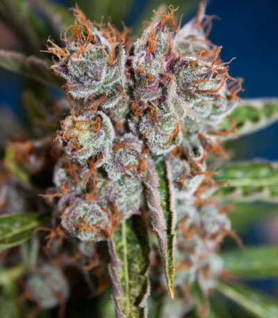 Auto Orange Bud fem (Dutch Passion) семена конопли