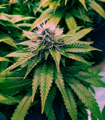 Cafe Racer (Blimburn Seeds) семена конопли