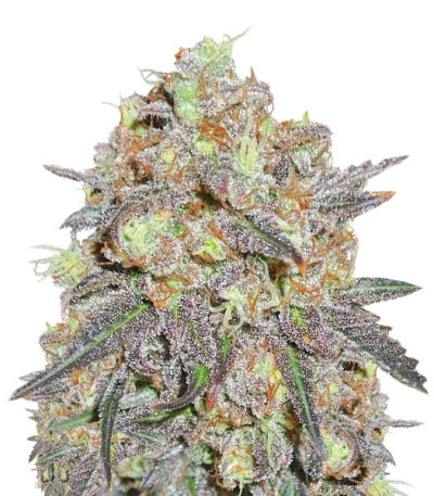 Critical Chronic fem (Sumo Seeds) семена конопли