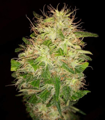Critical Impact fem (Vision Seeds) семена конопли