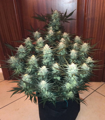 Forbidden Runtz Auto fem (FastBuds) семена конопли