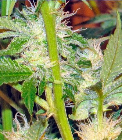 Ice reg (Nirvana Seeds) семена конопли