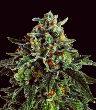 Jet Puft fem (Compound Genetics) семена конопли
