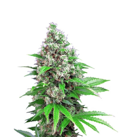 Killer Kush F1 Fast Version fem (Sweet Seeds) семена конопли