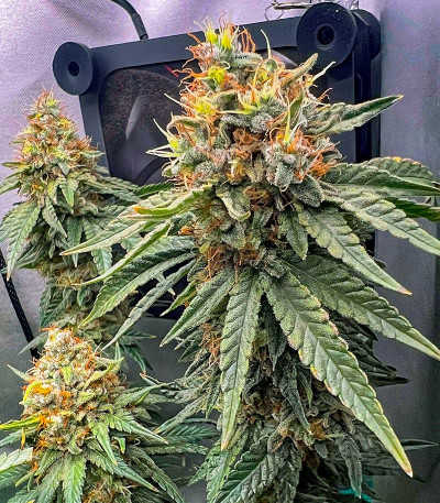 Lemon Drizzle fem (Barney's Farm) семена конопли