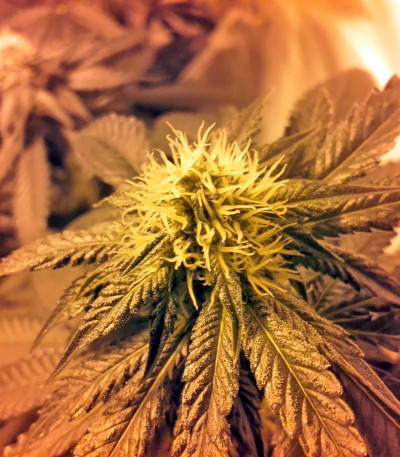 Lithium OG Kush fem (Nirvana Seeds) семена конопли