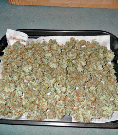 Mazar X Great White Shark fem (World of Seeds) семена конопли