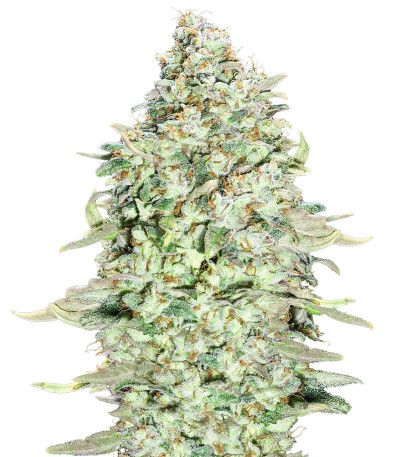 OG Kush S.F.V. fem (Advanced Seeds) семена конопли
