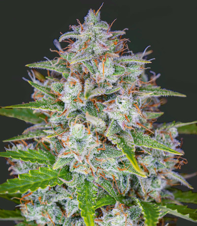 Orange Sherbet Auto fem (FastBuds) семена конопли