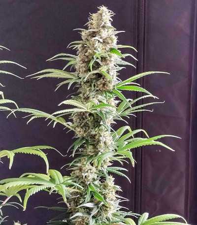 Peanut Butter OGKB fem (Original Sensible Seeds) семена конопли