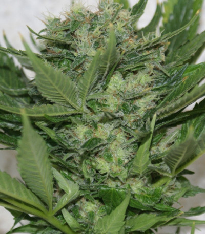 Sour P fem (Resin Seeds) семена конопли