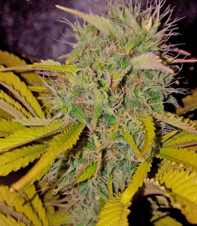 Silver Haze fem (Vision Seeds) семена конопли