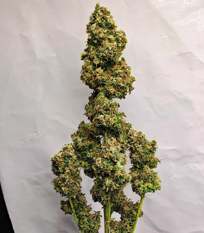 Sour Jealousy Auto fem (FastBuds) семена конопли