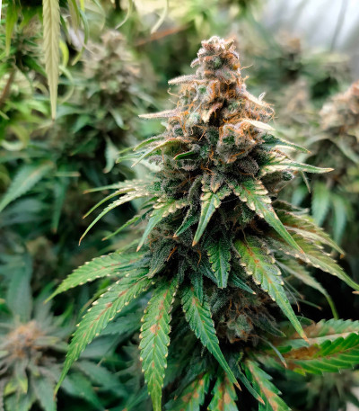 Strawberry Amnesia fem (Herbies Seeds) семена конопли