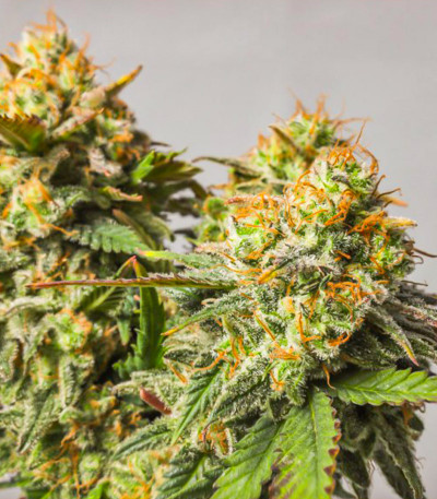 Strawberry Chemdawg OG fem (Dutch Passion) семена конопли