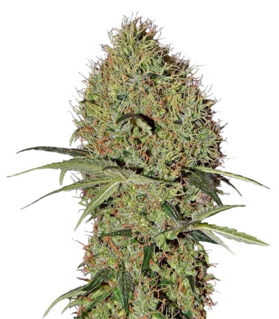 Super Bud Auto fem (Green House Seeds) семена конопли
