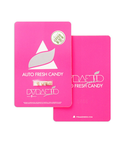 Auto Fresh Candy fem (Pyramid Seeds) семена конопли