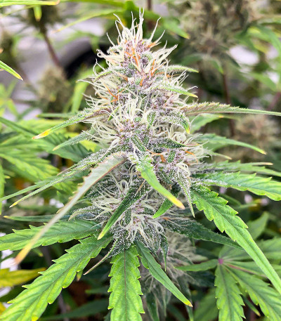 Cherry Cola Auto fem (FastBuds) семена конопли