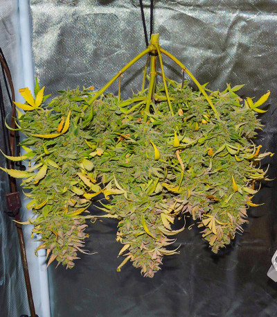 Crystal WW Autoflower fem (Easy Grow Seeds) семена конопли