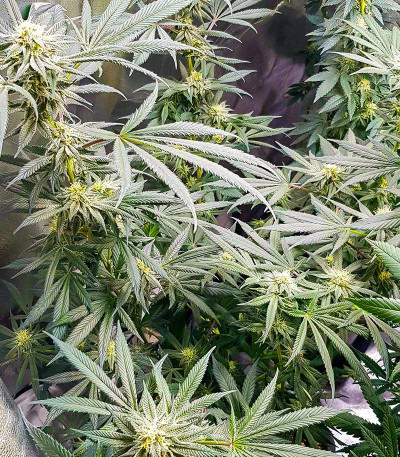 Kush Mintz fem (Barney's Farm) семена конопли