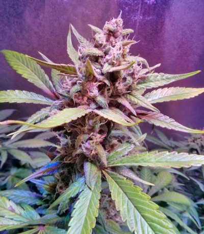 O.G. Kush fem (Royal Queen Seeds) семена конопли
