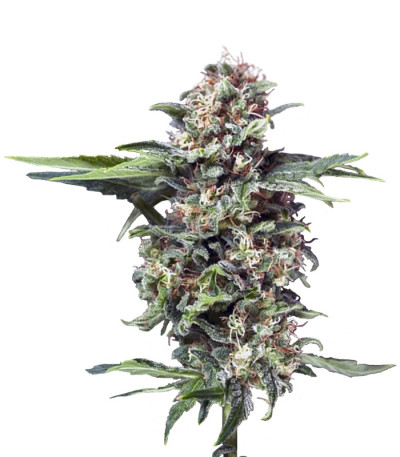 Alpujarrena fem (Pyramid Seeds) семена конопли