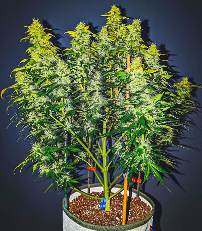 Auto Sweet Bourbon Kush fem (Dutch Passion) семена конопли