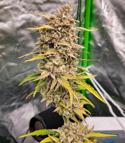 Banana Jealousy Auto RF3 fem (Ethos Genetics) семена конопли