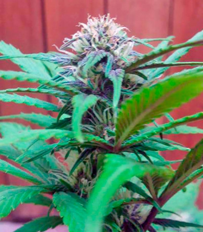 Bloody Skunk Auto fem семена конопли