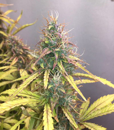 CBD Auto Compassion Lime fem (Dutch Passion) семена конопли