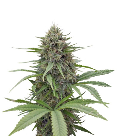 Critical Mass CBD fem семена конопли