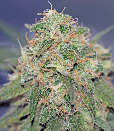 Critical Cheese Autoflowering fem (Dinafem Seeds) семена конопли