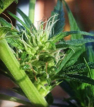 Delhi Friend fem (Dr. Krippling Seeds) семена конопли