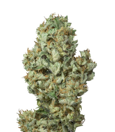 Dinamex Autoflowering fem семена конопли