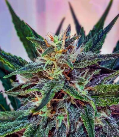 Dos-Si-Dos Cookies Autoflower семена конопли