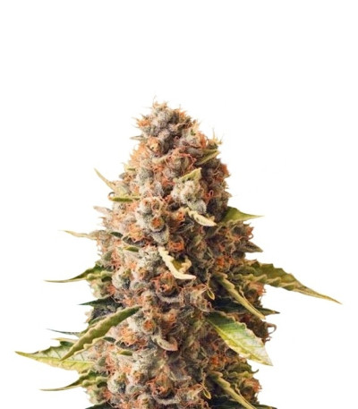 Euphoria CBD fem (Royal Queen Seeds) семена конопли