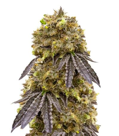La Calma Autoflower fem (Easy Grow Seeds) семена конопли