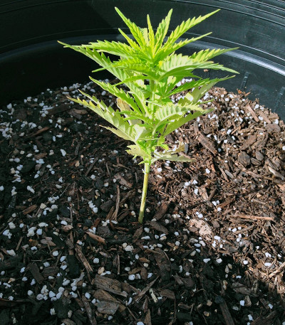 Семена конопли Honey B