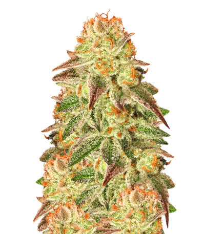 Mob Boss fem (Anesia Seeds) семена конопли