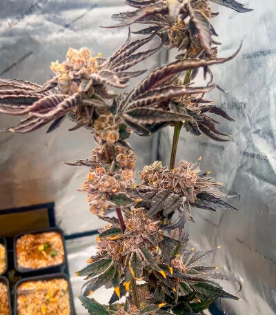 New Money fem (Compound Genetics) семена конопли