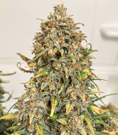 Original Trainwreck Auto fem (FastBuds) семена конопли